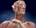 image: Gunther von Hagens' <br/>BODY WORLDS 2: The Anatomical Exhibition of Real Human Bodies