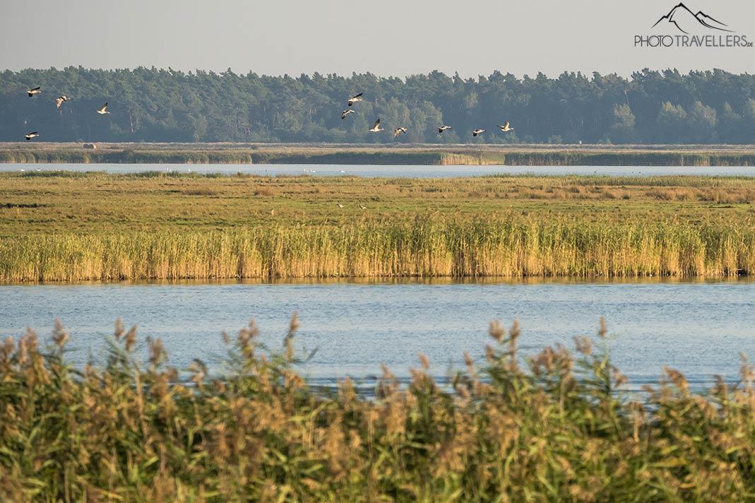 Road trip à travers le Mecklembourg-Poméranie : Itinéraire pour 14 jours [avec carte]