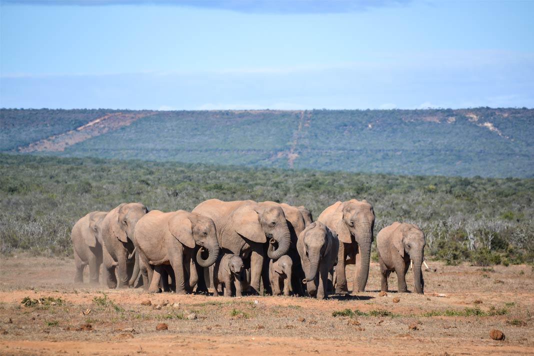 Safari na África do Sul: Os melhores parques nacionais e reservas naturais