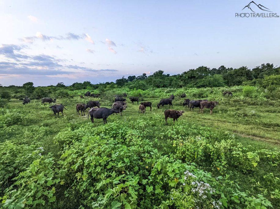 Attractions du Sri Lanka : Mes 15 coups de cœur