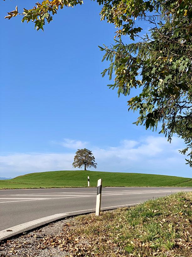 Un arbre sur une colline près d'une route, devant un poteau
