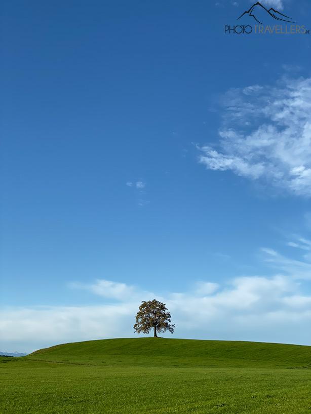 Un arbre unique sur une prairie verte sous un ciel bleu