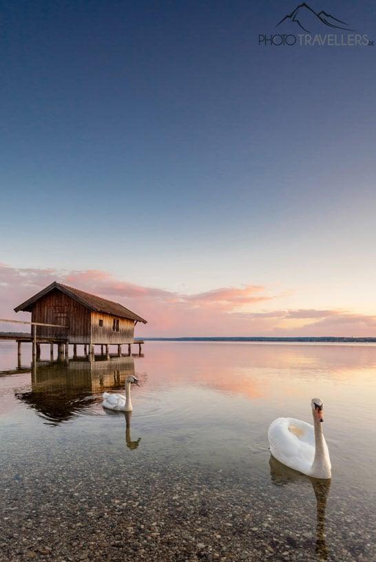Cisnes diante de um barco em um cais no Ammersee