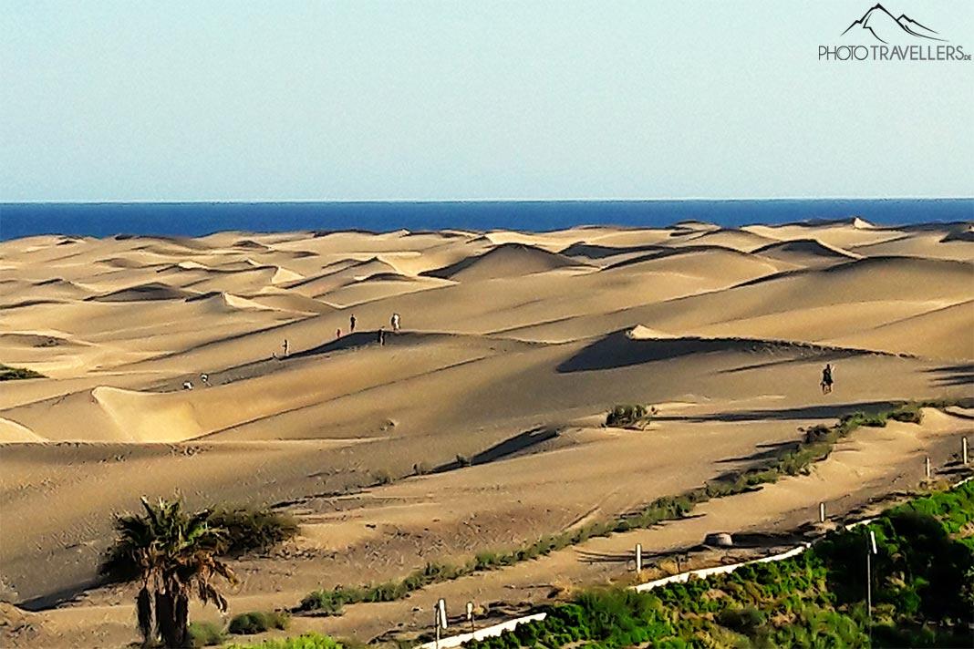 Las poderosas dunas de Maspalomas exhiben un tono dorado al ser iluminadas por el sol
