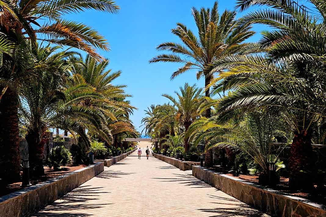 Altas palmeras se alinean a lo largo del paseo marítimo de piedras de Maspalomas