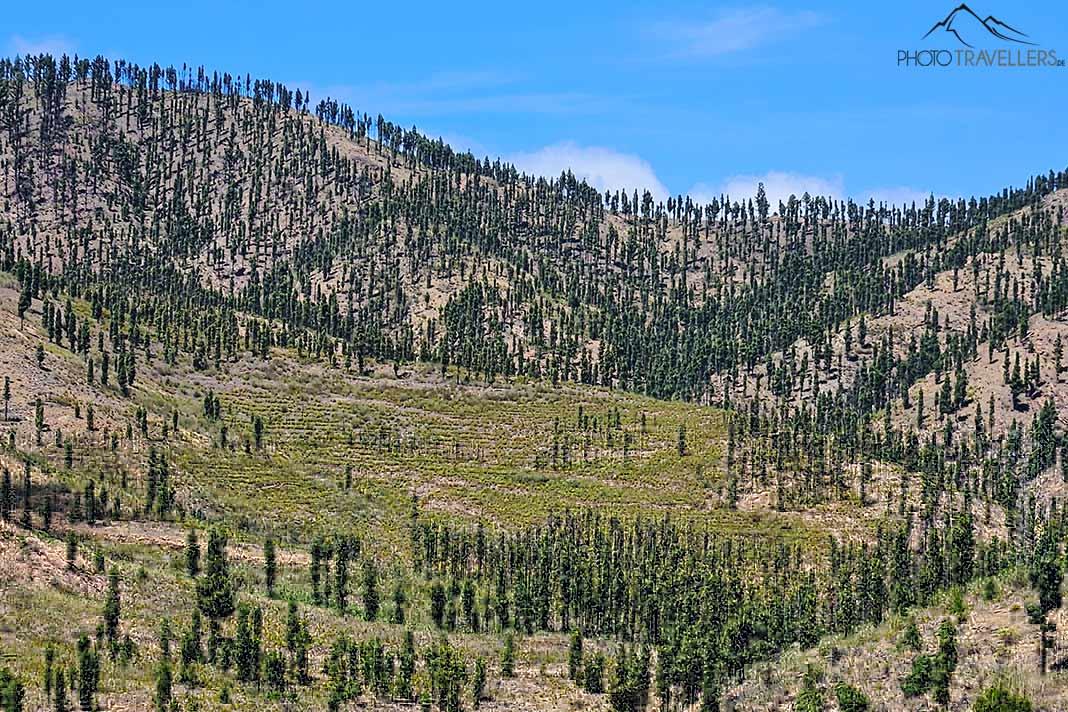 Las cordilleras de roca volcánica están cubiertas de pinos verdes