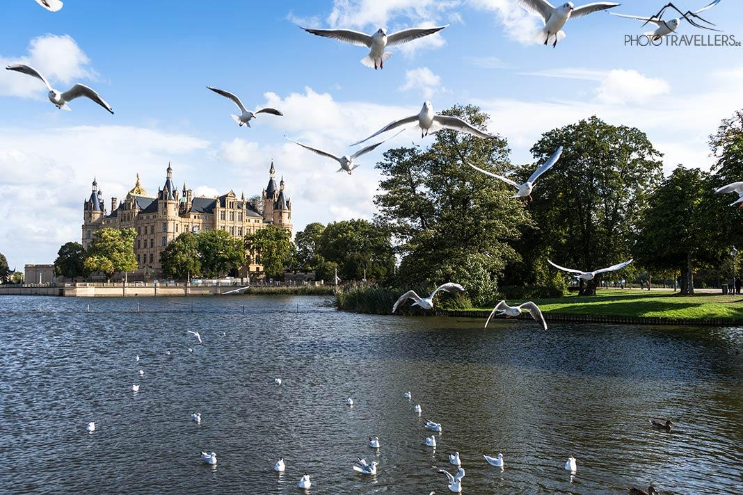 Des mouettes devant le château de Schwerin