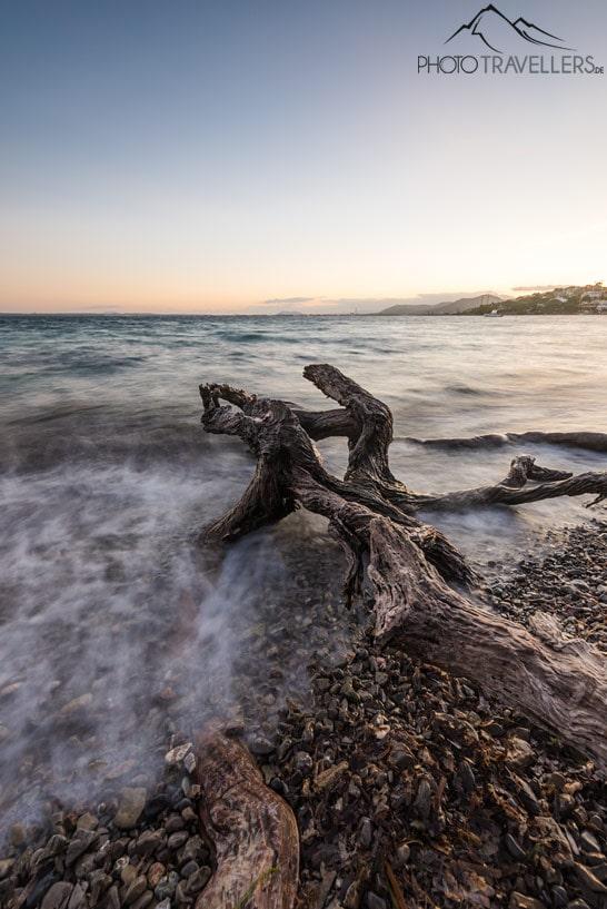 Um tronco de árvore velho na Platja Alcanada em Mallorca à luz do entardecer