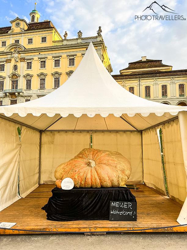Le potiron record lors de l'exposition de citrouilles au château de Ludwigsbourg
