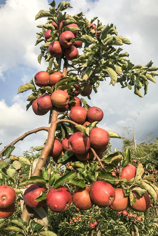 Récolte de pommes dans l'Altes Land