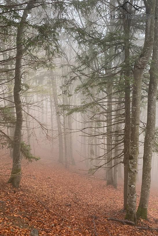 Brume en Forêt Noire