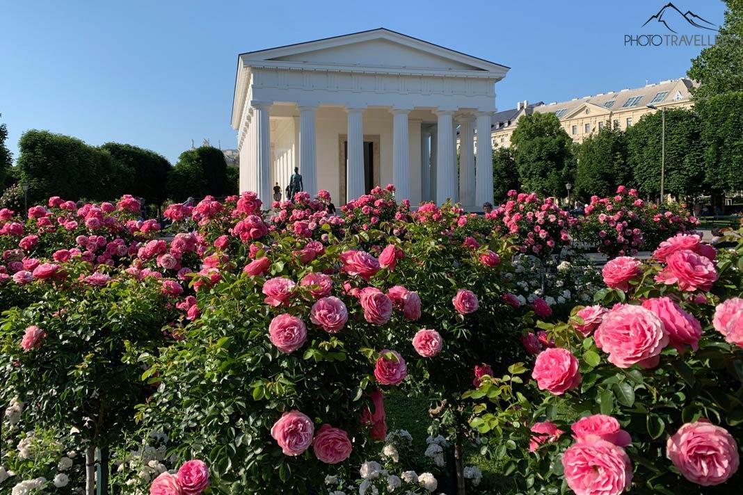 Rosas no Volksgarten com vista para o Templo de Theseus