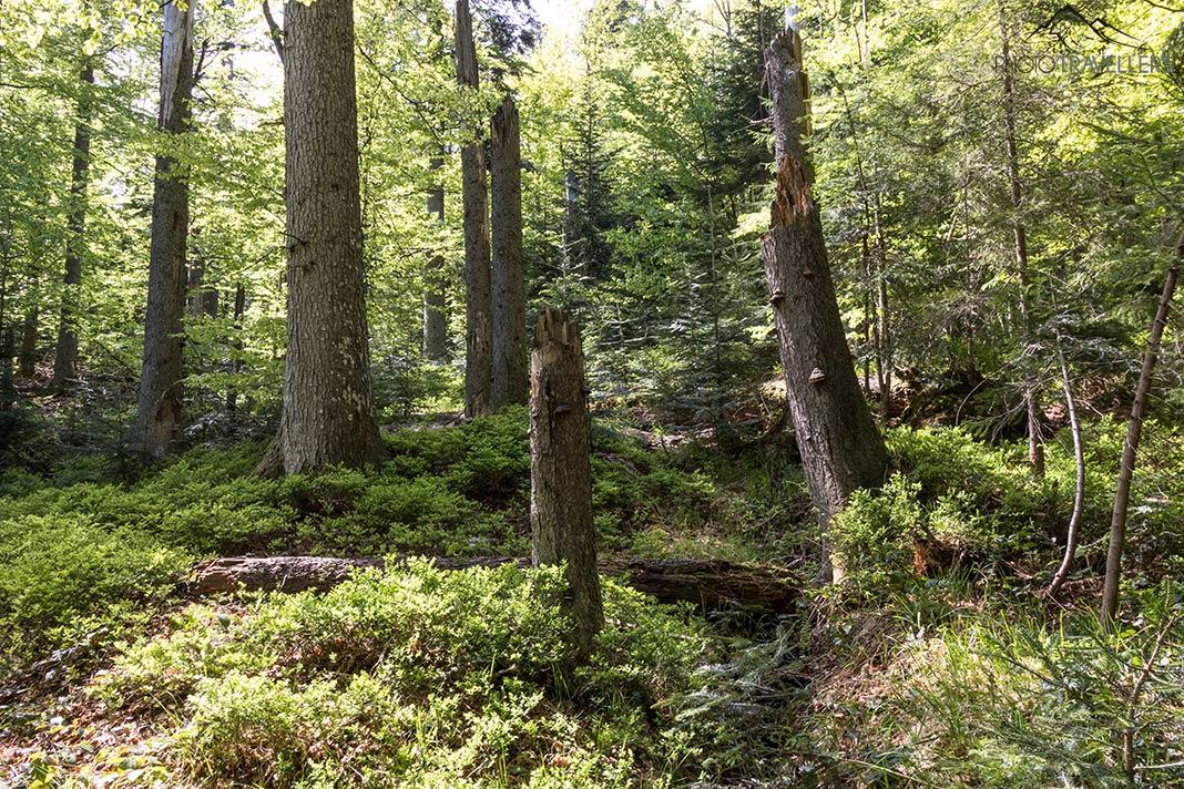 Un denso bosque en el Bosque Bávaro