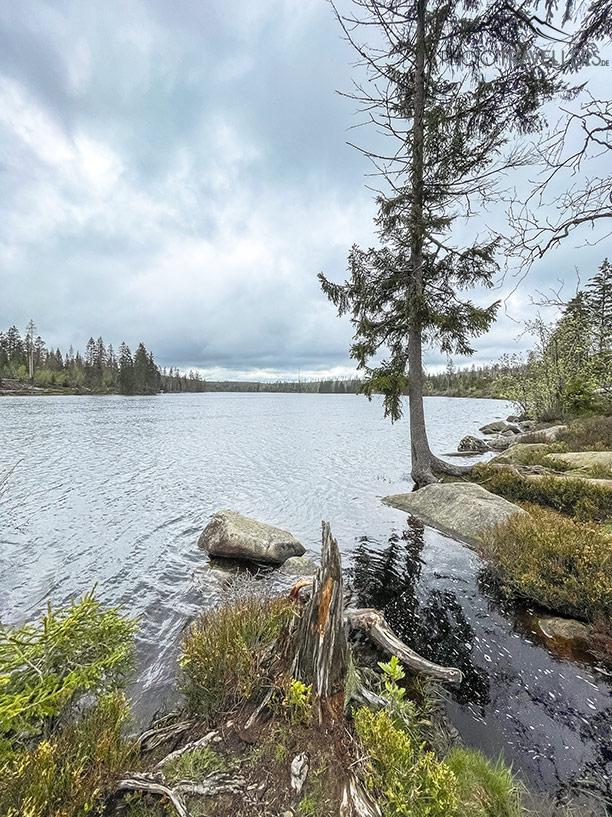 Un árbol en el lago de Oderteich