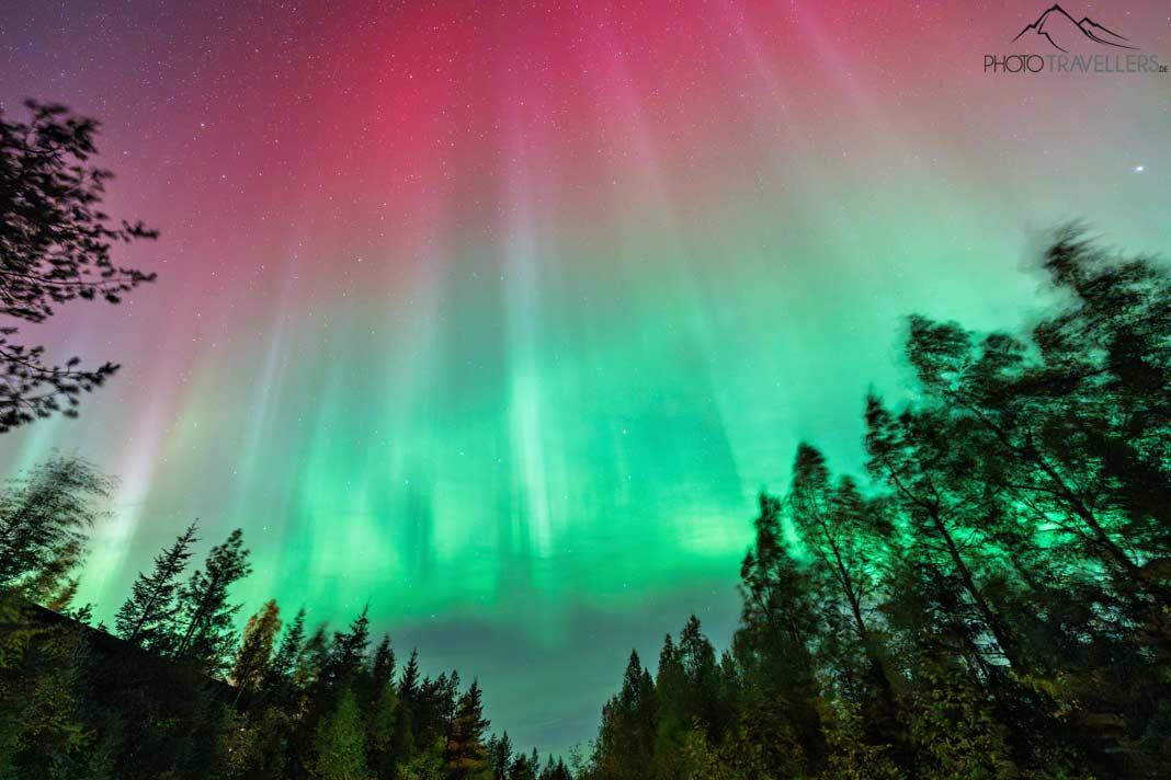 Espectaculares auroras boreales sobre un bosque en Finlandia