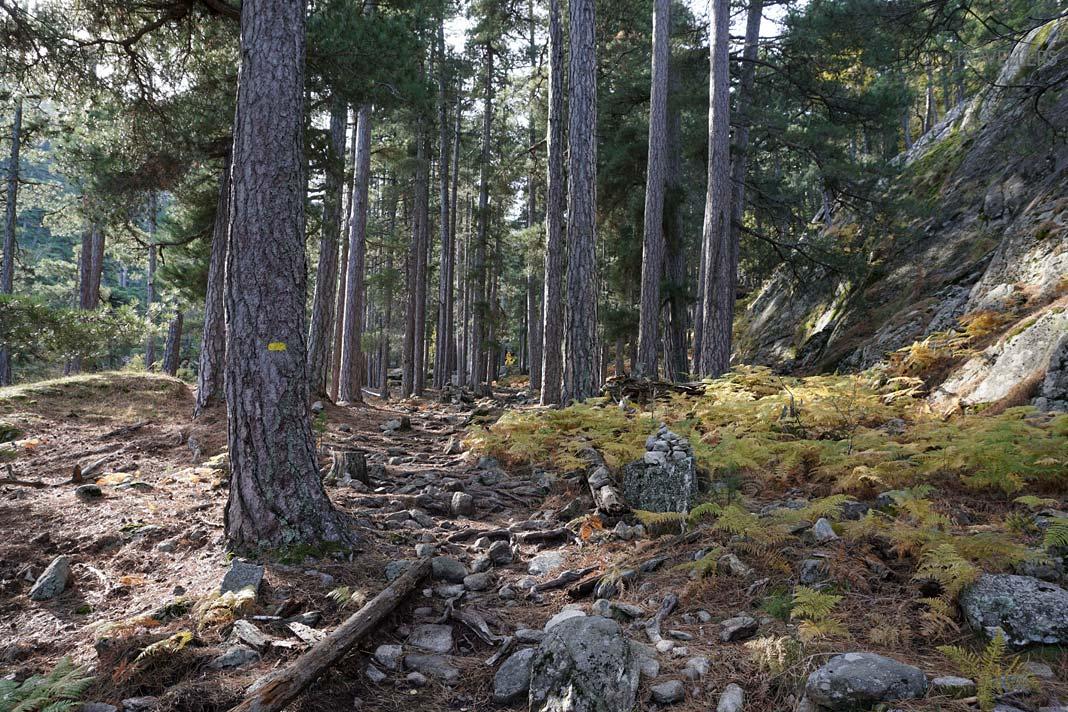 Le sentier de randonnée menant au Lac de Nino, flanqué d'arbres marqués