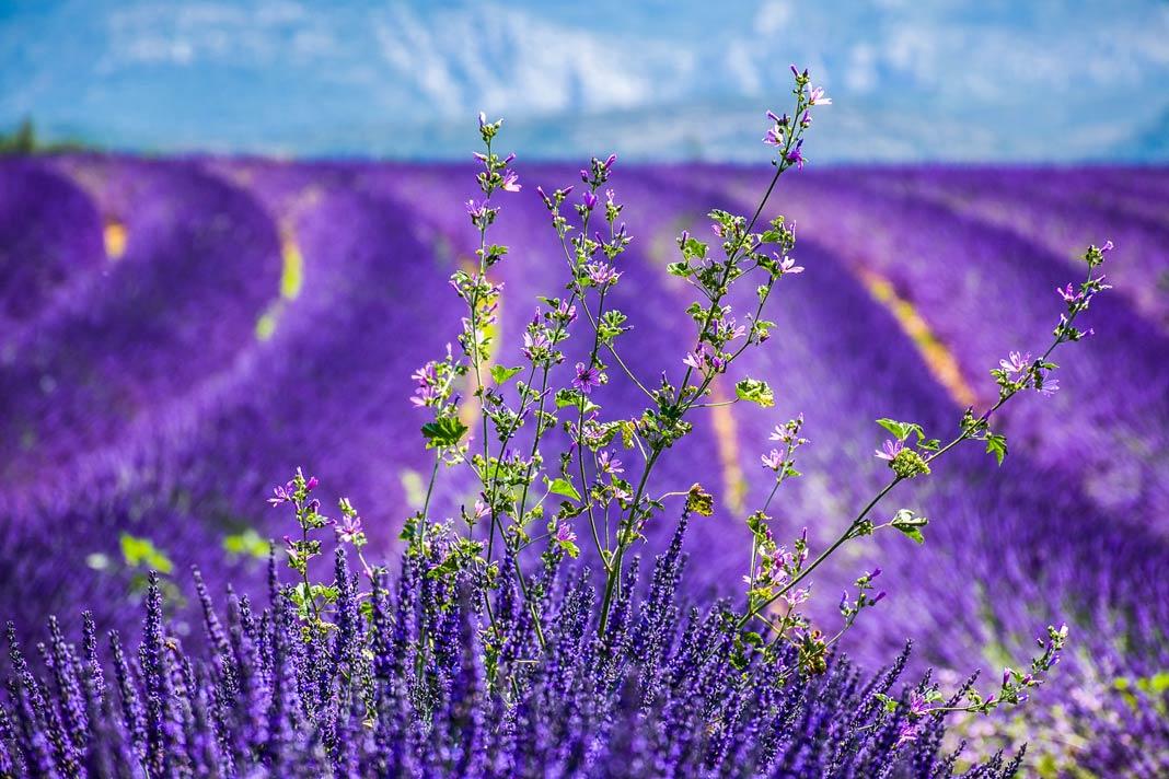Un campo de lavanda en Provenza