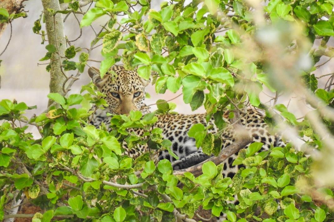 Un leopardo escondido en el árbol
