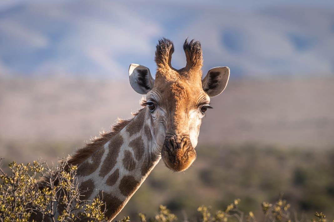 Jirafa en Sudáfrica