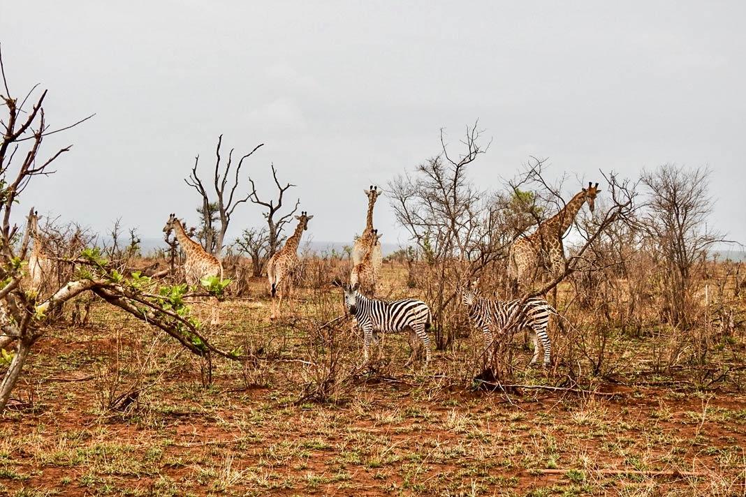 Girafes et zèbres dans le parc national Kruger