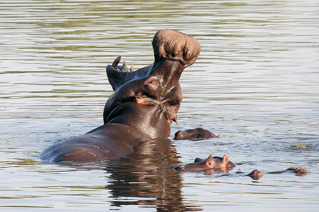 Hippopotames en Afrique du Sud