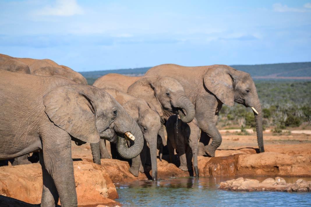 Éléphants dans le parc Addo