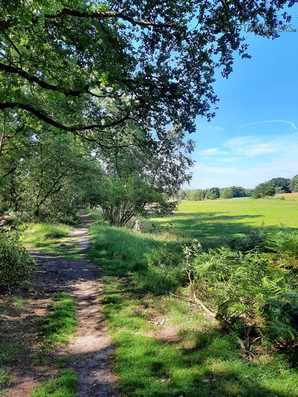 Le Heidschnuckenweg traverse le paysage
