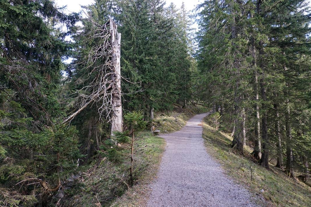 Le large chemin d'été qui monte au Wallberg
