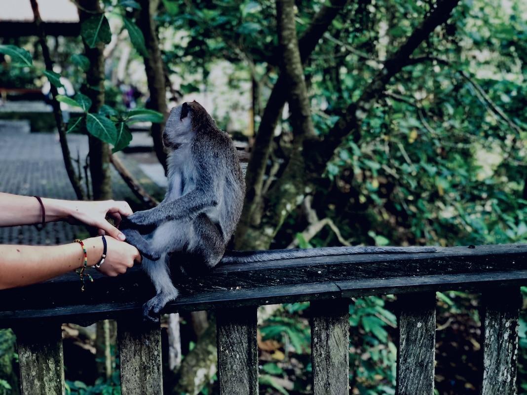 Macaco no Monkey Forest