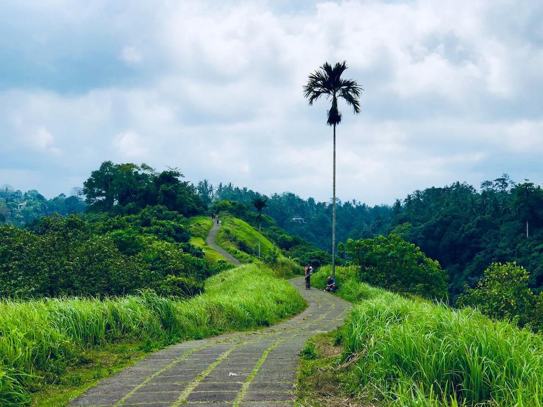 Palmeira no Campuhan Ridge Walk em Bali