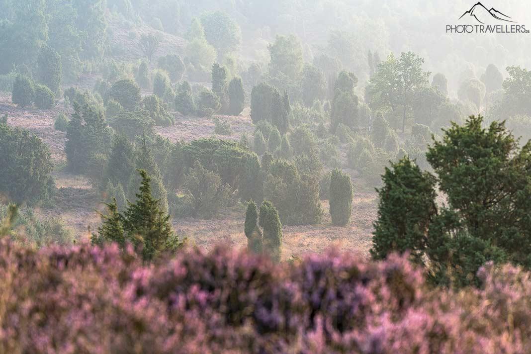 Ambiance matinale mystique dans la lande de Lunebourg