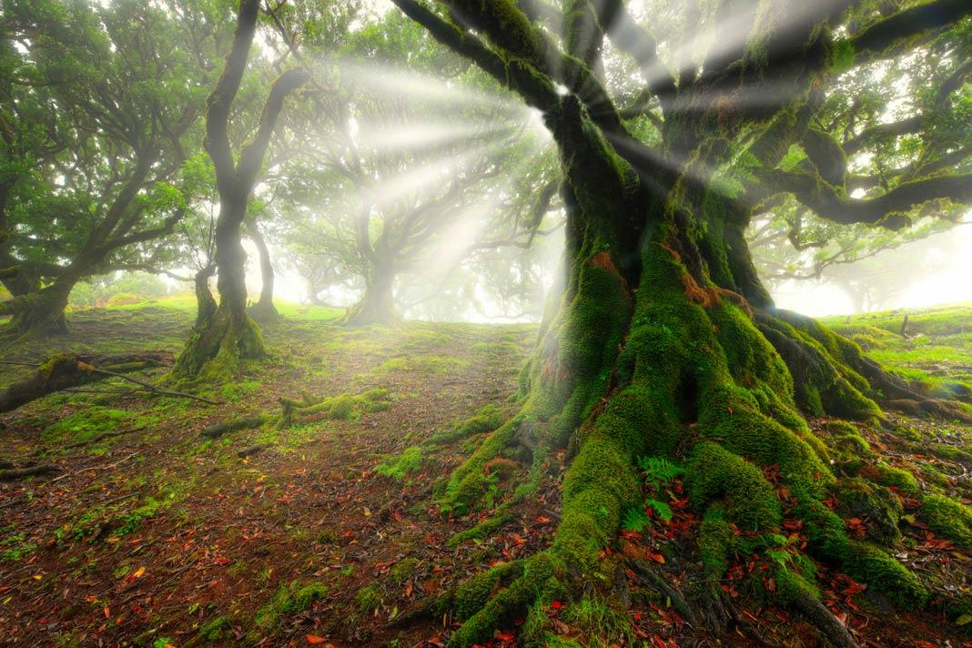 Un arbre couvert de mousse dans la forêt de Fanal à Madère