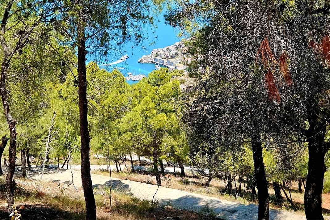 Les sentiers de mule serpentent à travers les forêts de pins verdoyantes d'Hydra