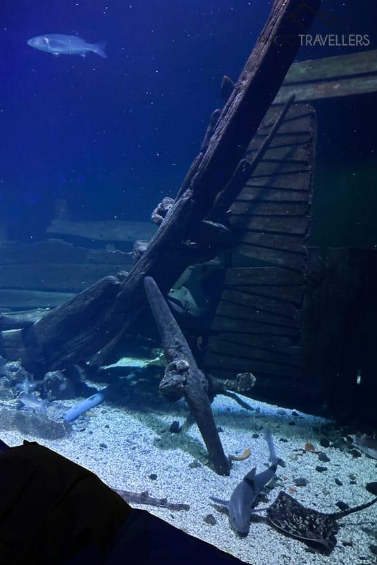 Poissons dans l'aquarium du centre naturel à Nes sur Ameland