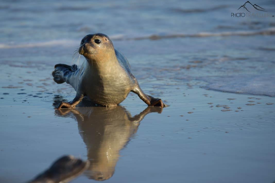 Un phoque sur la plage