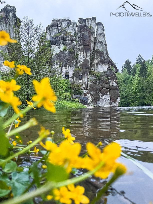 Fleurs jaunes devant les Externsteine dans la forêt de Teutobourg