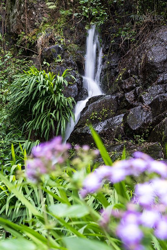 Una pequeña cascada en la selva de La Gomera