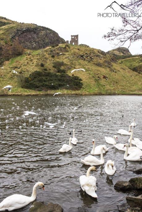 Cisnes en el estanque de St Margaret's Loch