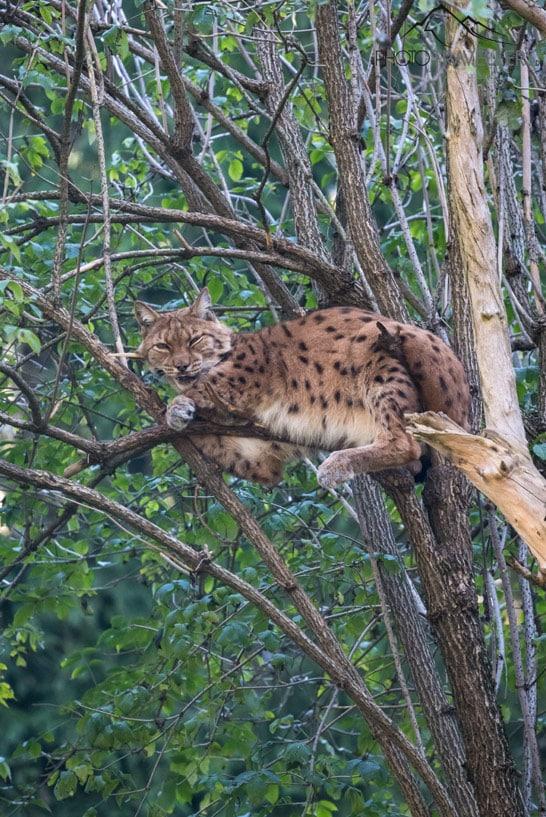 Um lince em uma árvore no Parque Animal Rosegg