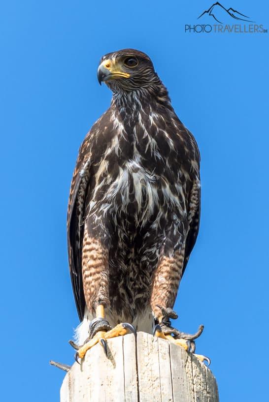 Um gavião na Arena das Águias do Castelo Landskron