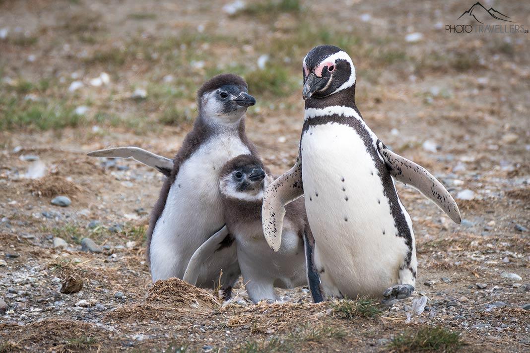 Um pinguim de Magalhães adulto com dois filhotes na Isla Magdalena