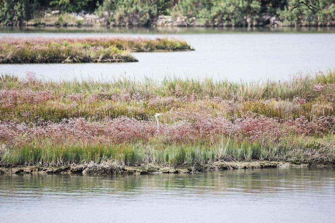 Una ave acuática en la reserva natural