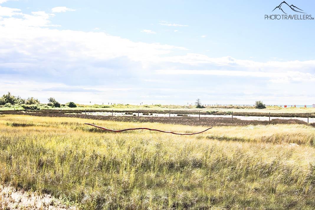 Un campo en la Reserva Natural Foce del Tagliamento