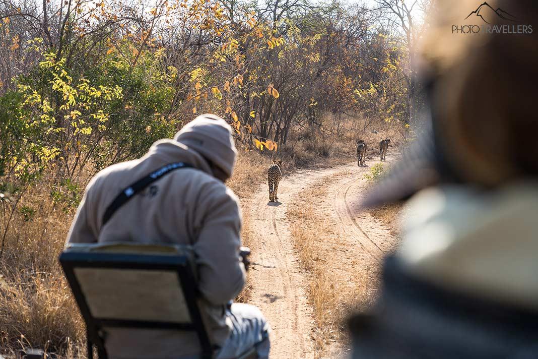 Vue d'un véhicule de safari en Afrique du Sud, devant plusieurs guépards