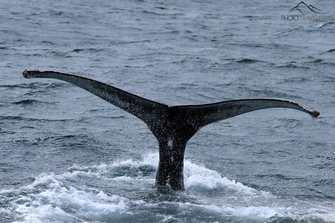 Une nageoire de baleine dans la mer devant l'Islande