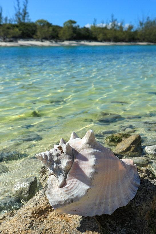 Uma concha da concha na praia da Cat Island