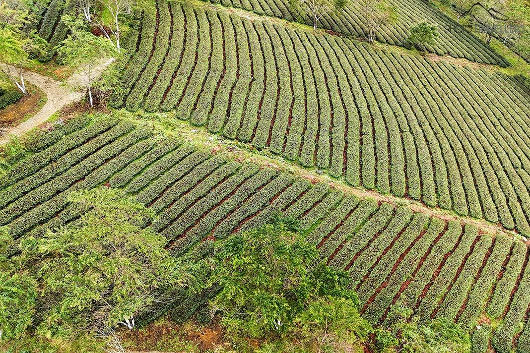 Une plantation de thé à Sa Pa au Vietnam