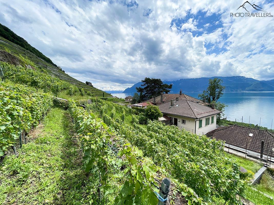 Vista das vinhas de Lavaux na Suíça