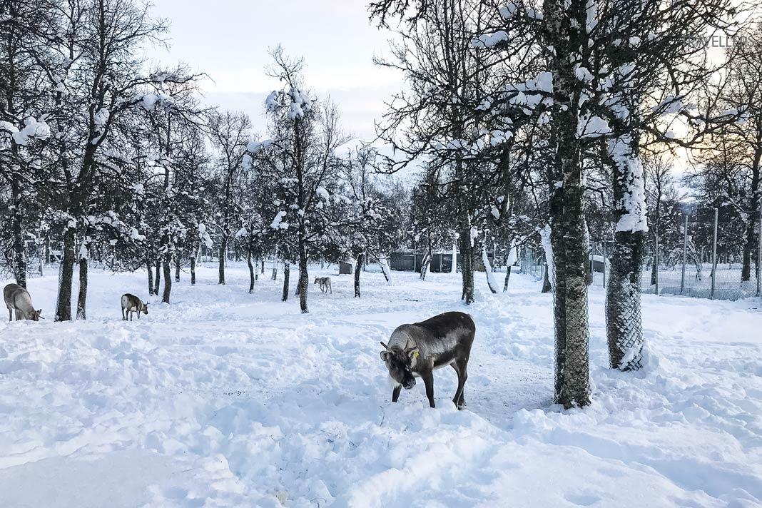 Rennes dans la forêt en hiver à Tromsø