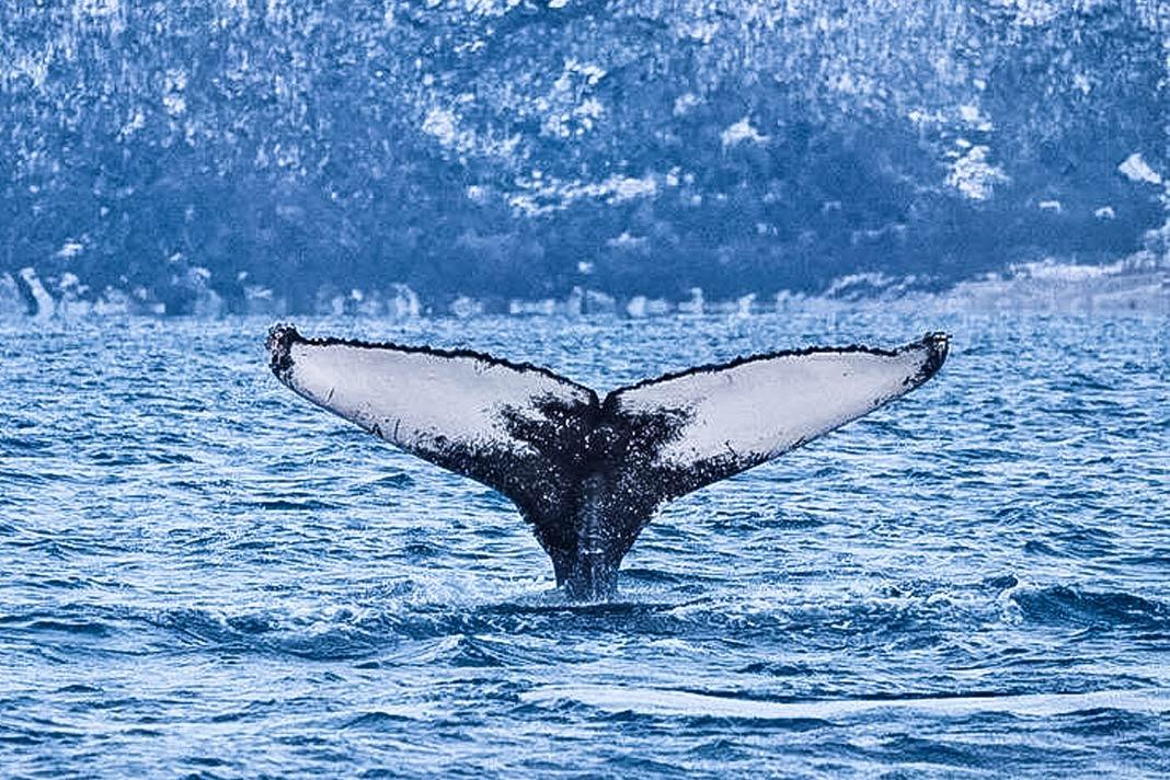 Aile de baleine dans la mer près de Tromsø
